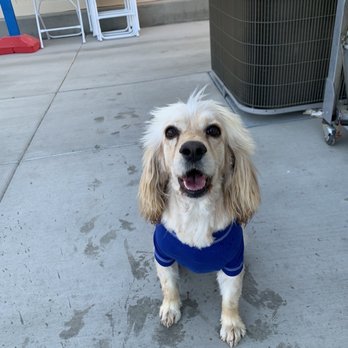 Paw Spa - Pet Groomers Near Me - Hesperia, California Paw Spa - Pet Groomers Near Me - Hesperia, California