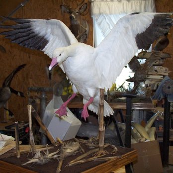 Barry Shertzer's Taxidermy - Barry Shertzer's Taxidermy - Taxidermy Near Me - Lititz, Pennsylvania Barry Shertzer's Taxidermy - Barry Shertzer's Taxidermy - Taxidermy Near Me - Lititz, Pennsylvania