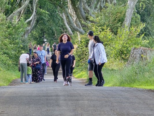 The Dark Hedges by null