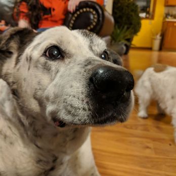 Associated Veterinary Medical Center - Veterinarians Near Me - Walla Walla, Washington