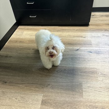 Peak Pet Urgent Care - Very clean exam room - Veterinarians Near Me - Reno, Nevada Peak Pet Urgent Care - Very clean exam room - Veterinarians Near Me - Reno, Nevada