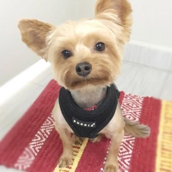 ibark grooming salon