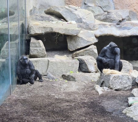 Hellabrunn Zoo by null