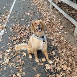 Bridgeport Park - Golden retriever (The Golden 'Raisin') scoping out prime real estate for his afternoon masterpiece.