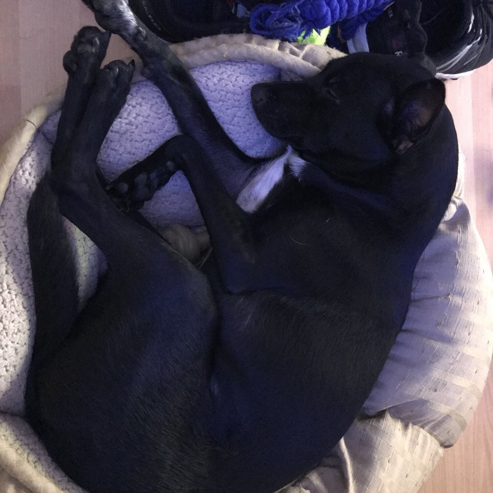 A Better Chance Rescue - Pet Adoption Near Me