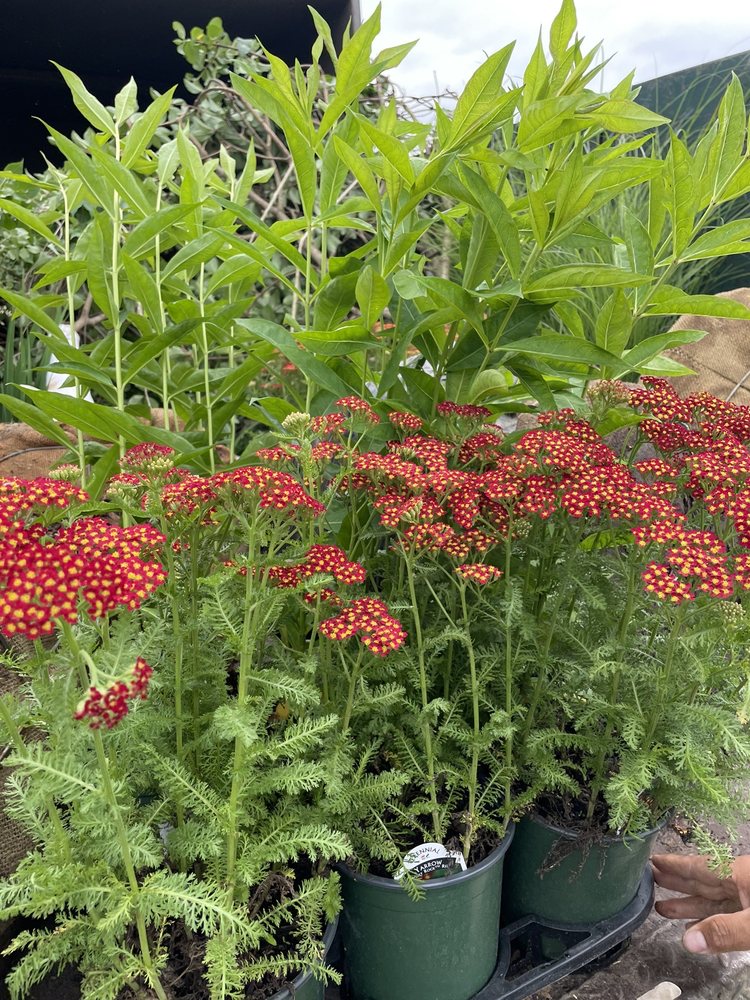 HARDSCRABBLE FARMS WHOLESALE NURSERIES Updated September 2024 45 Hardscrabble Rd, North