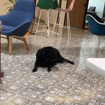 Local Office - West University - Dog friendly - Shared Office Spaces Near Me - Houston, Texas Local Office - West University - Dog friendly - Shared Office Spaces Near Me - Houston, Texas