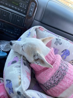 South Coast Humane Society Shelter