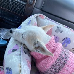 South Coast Humane Society Shelter - Sadie