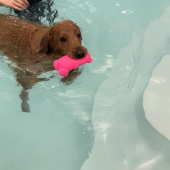 Wag 'N Paddle - Dog Parks Near Me - Naperville, Illinois