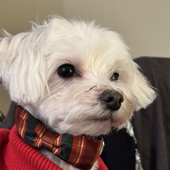 Pet Supplies Plus Federal Way - Yuki - Pet Groomers Near Me - Federal Way, Washington
