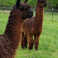 TX-Ture Farm - TX-Ture Farm alpacas