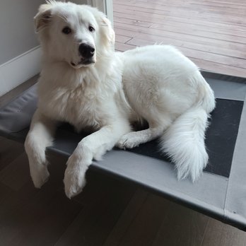 K911! - Apollo (2.0) 3 months later, calm and in place - Pet Training Near Me K911! - Apollo (2.0) 3 months later, calm and in place - Pet Training Near Me