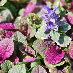 Caliper Farms Nursery and Landscape Services - Ajuga is an evergreen broadleaf groundcover akin to our other favorites; Pachysandra and Vinca! #caliperfarms #calipercare #groundcover