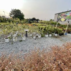 Hess' Landscaping & Nursery