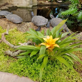 Rainforest Flora - Nurseries & Gardening Near Me - Torrance, California Rainforest Flora - Nurseries & Gardening Near Me - Torrance, California