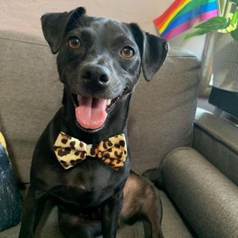 Classy Canine's Wiggle Rumps - Pet Groomers Near Me - Castrovalley, California