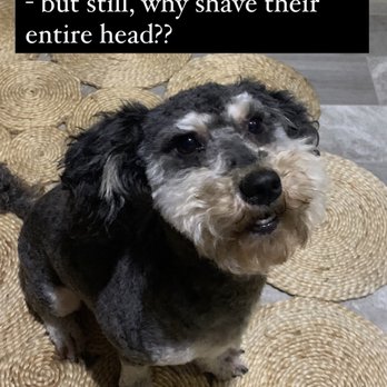 Dog Wash Spa Cedar Park - Pet Groomers Near Me - Cedar Park, Texas Dog Wash Spa Cedar Park - Pet Groomers Near Me - Cedar Park, Texas