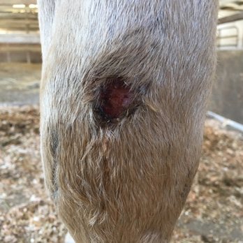 Buena Amor Ranch - This is just wound of many. - Horse Boarding Near Me - Pleasanton, California