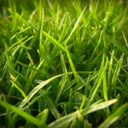 Royal Lawns - Personalized recommendations for achieving and maintaining the best lawn possible