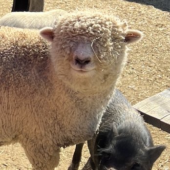 SoCalMiniPigs - Pet Breeders Near Me - Valley Center, California SoCalMiniPigs - Pet Breeders Near Me - Valley Center, California