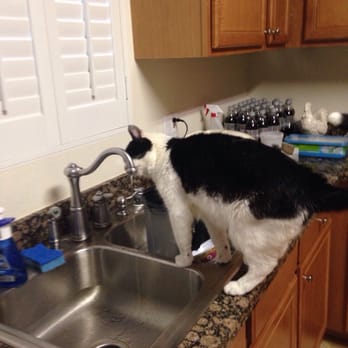 Big Tujunga Veterinary Hospital - This is lucky when I first brought him to Dr. Ancu he had so many ear mites and 15 years later he's doing great - Veterinarians Near Me - Tujunga, California
