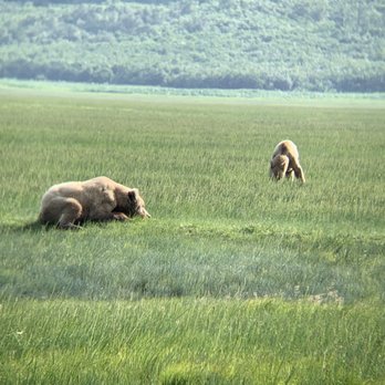 Alaska Ultimate Safaris - Aerial Tours Near Me - Homer, Alaska Alaska Ultimate Safaris - Aerial Tours Near Me - Homer, Alaska