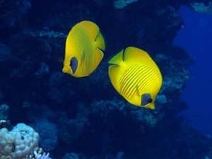 Underwater World by null