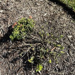 Father Nature - Planted in April. Still no beauty