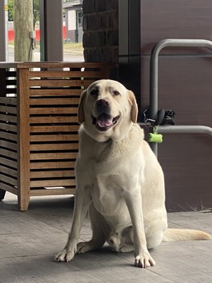 White Bison Coffee by null