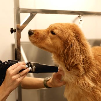 Dapper Doggery - Pet Groomers Near Me - Poway, California