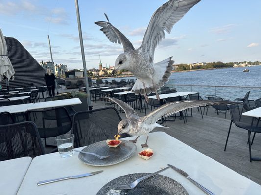Löyly Helsinki by null