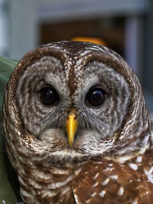 Audubon Center for Birds of Prey by null