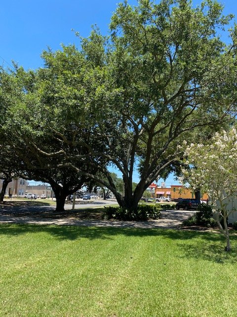 Mckenzie Enterprises - tree service in Kenner, LA