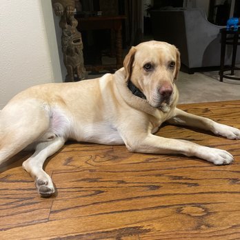 Labrador Rescuers - My Wonderful dog from Labrador Rescuers! - Animal Shelters Near Me - San Diego, California Labrador Rescuers - My Wonderful dog from Labrador Rescuers! - Animal Shelters Near Me - San Diego, California