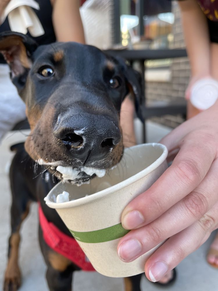 THE OUTSIDE SCOOP 39 Photos & 34 Reviews 2410 SW White Birch Dr