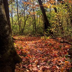 Mather Woods - Gorgeous trails