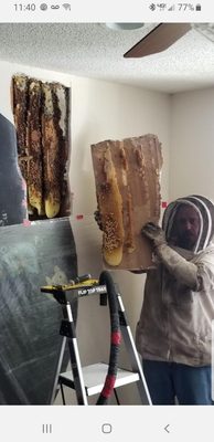 Bee Removal - The best bee removal company in town! If you want a quick response from me please have the following information ready to text to my cell phone 818-822-8780 1. What city are you in? 2. Where are the bees located on your property? Please be specific. 3. How long have the bees been there? 4. Send me photos or videos. Bee Removal - The best bee removal company in town! If you want a quick response from me please have the following information ready to text to my cell phone 818-822-8780 1. What city are you in? 2. Where are the bees located on your property? Please be specific. 3. How long have the bees been there? 4. Send me photos or videos.