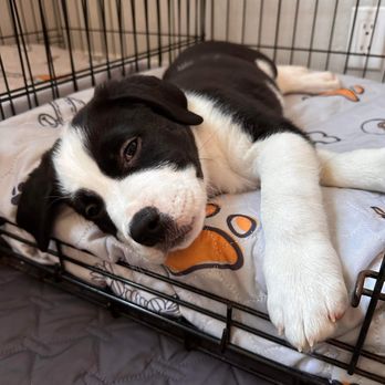 Adopt A Pit Rescue - Chancley - Pet Adoption Near Me Adopt A Pit Rescue - Chancley - Pet Adoption Near Me
