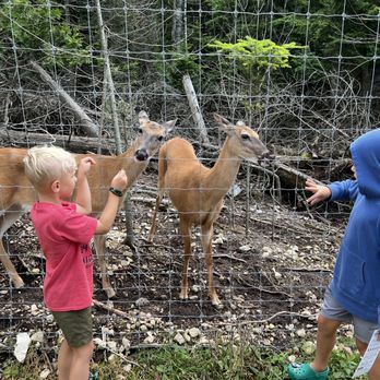 Deer Ranch - Amusement Parks Near Me - Saint Ignace, Michigan Deer Ranch - Amusement Parks Near Me - Saint Ignace, Michigan