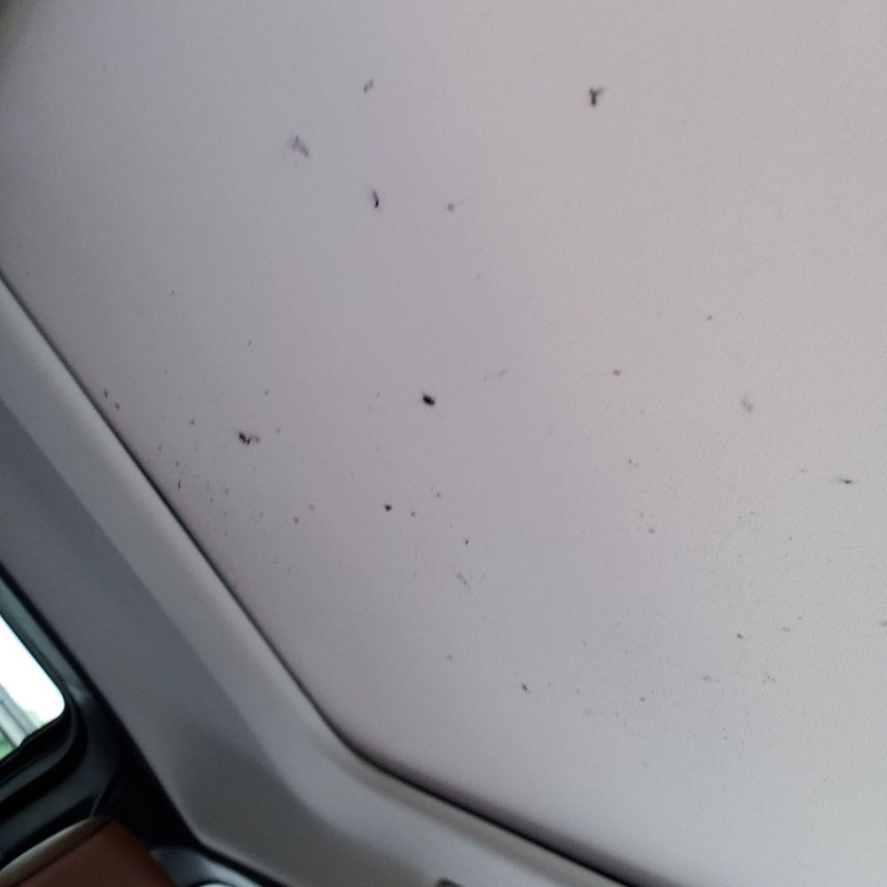 Stargazed looking sunroof, dont know what those black things are. Stargazed looking sunroof, dont know what those black things are.