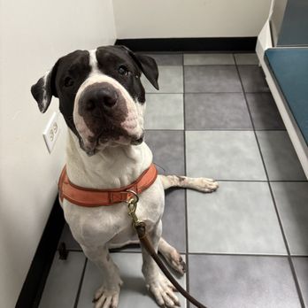 The Honolulu Pet Clinic - Kilameha waiting for the doctor - Veterinarians Near Me - Honolulu, Hawaii