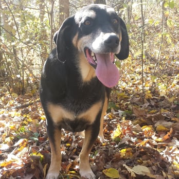 JRs Pups-N-Stuff Dog Rescue - Monty, adopted from Jrs! - Animal Shelters Near Me - West Allis, Wisconsin JRs Pups-N-Stuff Dog Rescue - Monty, adopted from Jrs! - Animal Shelters Near Me - West Allis, Wisconsin