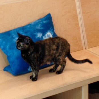 KitTea - Shy and reserved cat @KitTea - Pet Adoption Near Me - San Francisco, California