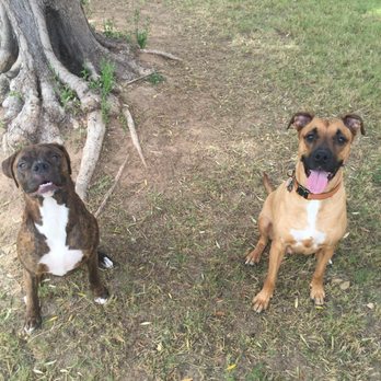 Aim High Canine Services - Our little monsters - Dog Walkers Near Me - Boscawen, New Hampshire