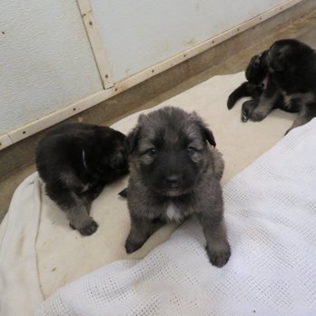 fluff and stuff grooming