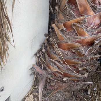 JME Tree Service - Palm tree removal and stump - Tree Services Near Me