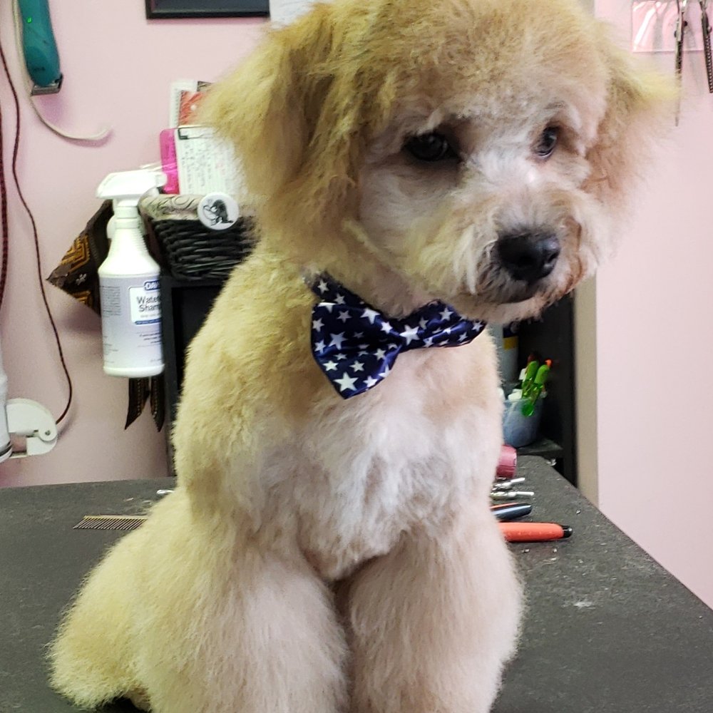 The Pink Poodle - Asher got his big boy haircut! - Pet Groomers Near Me - Allentown, Pennsylvania The Pink Poodle - Asher got his big boy haircut! - Pet Groomers Near Me - Allentown, Pennsylvania