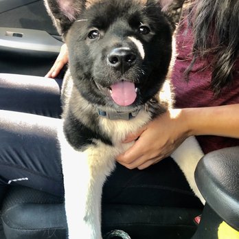 Critical Thinking Dog Services - Cosmo the Akita - Pet Training Near Me Critical Thinking Dog Services - Cosmo the Akita - Pet Training Near Me