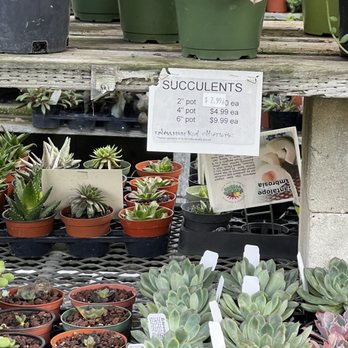 Yamaguchi Bonsai Nursery - Succulents - Nurseries & Gardening Near Me - Los Angeles, California Yamaguchi Bonsai Nursery - Succulents - Nurseries & Gardening Near Me - Los Angeles, California